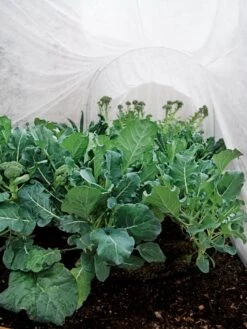 Summerweight Garden Fabric -Best Garden Care Shop 32644 7936 tif