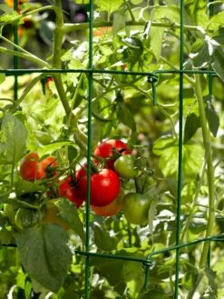 Tomato Cages, Set Of 4 -Best Garden Care Shop 34182 588 tif