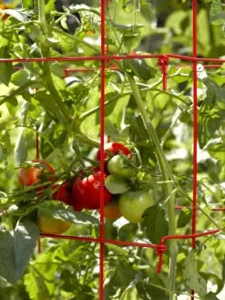 Tomato Cages, Set Of 4 -Best Garden Care Shop 34182 592