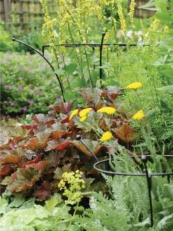 Essex Plant Supports 11 Essex Plant Supports -Best Garden Care Shop 37423 280 tif