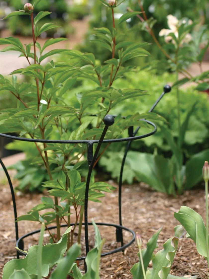 Essex Plant Supports 4 Essex Plant Supports - Image 2