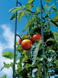 Tomato Ladders, Set Of 3 -Best Garden Care Shop 38184 003E tif