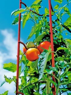Tomato Ladders, Set Of 3 -Best Garden Care Shop 38185 003E tif