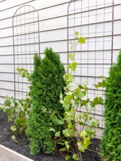 Jardin Flower Trellis -Best Garden Care Shop 38689 6002 tif