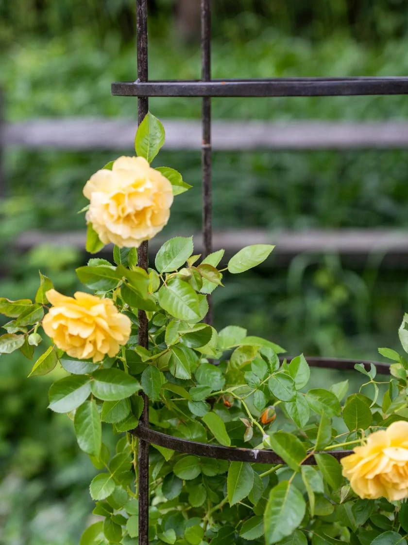 Jardin Round Obelisk, 7' 4 Jardin Round Obelisk, 7' - Image 2