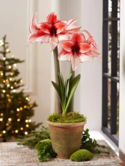 Premium Amaryllis Bulb -Best Garden Care Shop 39 733 Charisma 2021 08 tif