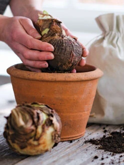 Amaryllis Planting Kit -Best Garden Care Shop 39 733 bagged 2020 05000