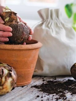 Premium Amaryllis Bulb -Best Garden Care Shop 39 733 bagged 2020 05000 tif