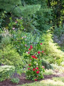 Essex Round Trellises 11 Essex Round Trellises -Best Garden Care Shop 39545 2286 tif