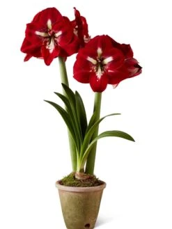 Premium Amaryllis Bulb -Best Garden Care Shop 39733 2020 2002 silo tif
