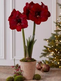 Premium Amaryllis Bulb -Best Garden Care Shop 39733 2020 2004 tif