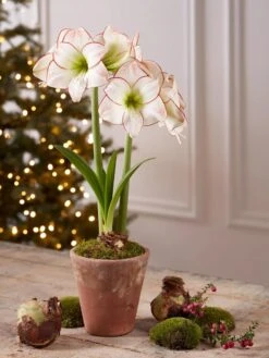 Premium Amaryllis Bulb -Best Garden Care Shop 39733 2020 2006 tif