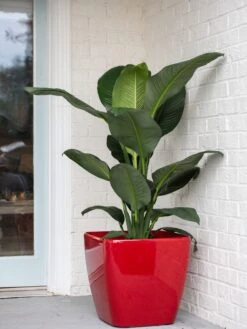 Viva Square Self-Watering Rolling Planter, 20" Diameter, Set Of 2 -Best Garden Care Shop 3 4 crop 8612930 0032 tif