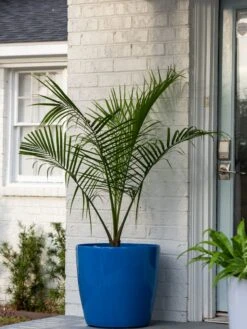 Viva Round Self-Watering Rolling Planter, 20" Diameter, Set Of 2 -Best Garden Care Shop 3 4 crop 8612933 0024 tif