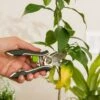 Houseplant Pruner -Best Garden Care Shop 3 4 crop 8612961 0040 houseplant pruner