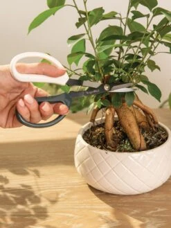 Japanese Pruning Scisssors -Best Garden Care Shop 3 4 crop 8612968 0087