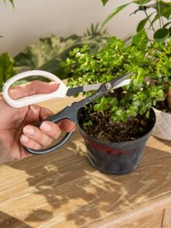 Japanese Pruning Scisssors -Best Garden Care Shop 3 4 crop 8612968 0092