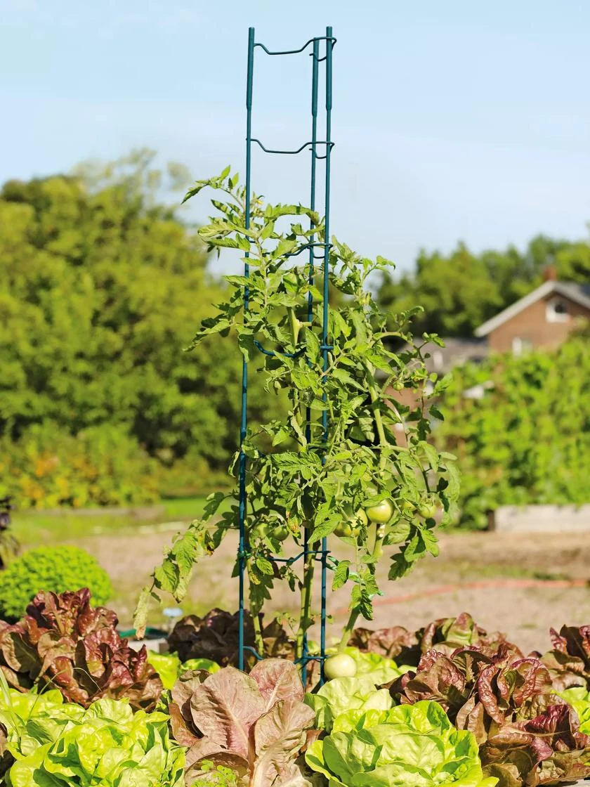 Stacking Tomato Ladders, Set Of 6 5 Stacking Tomato Ladders, Set Of 6 - Image 3