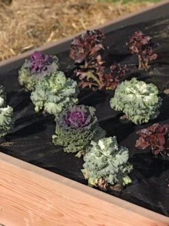 Easy-Plant Weed Block Mulch -Best Garden Care Shop 40356 219 tif