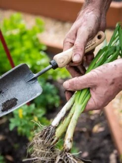 Gardener's Lifetime Trowel 10 Gardener's Lifetime Trowel -Best Garden Care Shop 8586972 3286 tif
