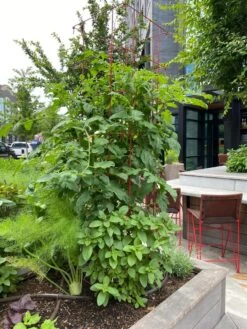 Tomato Towers, Set Of 2 -Best Garden Care Shop 8587041 01IN tif