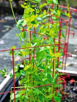 Expandable Pea Trellis 8 Expandable Pea Trellis -Best Garden Care Shop 8587061 100 tif
