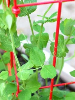 Tall Expandable Pea Trellis -Best Garden Care Shop 8587061 101 tif 1