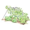 Large Cucumber Trellis -Best Garden Care Shop 8587082 CukeTrellis L Blk 001E tif