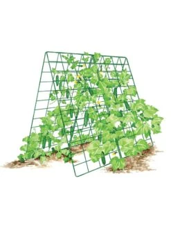 Deluxe Cucumber Trellis -Best Garden Care Shop 8587083 001 GRN tif