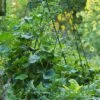 Deluxe Cucumber Trellis -Best Garden Care Shop 8587083 01IN