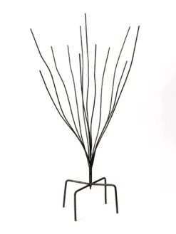 Bottle Bush 7 Bottle Bush -Best Garden Care Shop 8588047 0697