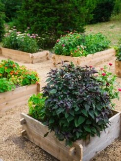 Farmstead Cedar Raised Garden Beds, 3' 10 Farmstead Cedar Raised Garden Beds, 3' -Best Garden Care Shop 8588143 09V tif