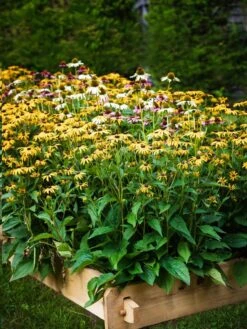 Farmstead Cedar Raised Garden Beds, 2' -Best Garden Care Shop 8588144 014V tif