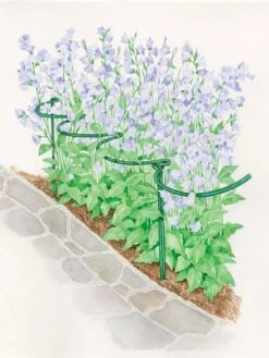 Tidy Path Supports -Best Garden Care Shop 8588403 003 1