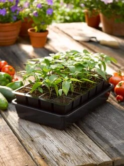 Growease Seed Starter Kit -Best Garden Care Shop 8589987 1148 tif