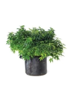 Gardener's Best® Universal Grow Bag -Best Garden Care Shop 8590024 3699 tif