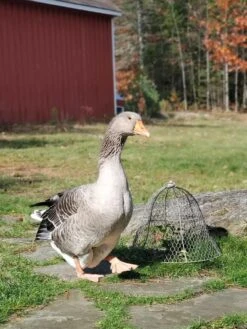 Chicken Wire Cloche -Best Garden Care Shop 8590210 01IN tif