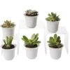 Succulent Terrarium Plant Collection, Set Of 6 1 Succulent Terrarium Plant Collection, Set Of 6 -Best Garden Care Shop 8591769 3597 tif