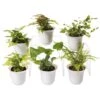 Fern Terrarium Plant Collection, Set Of 6 -Best Garden Care Shop 8591771 3591 tif