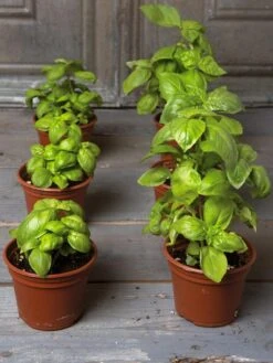 Organic Self-Watering Potting Mix, 20 Qts. -Best Garden Care Shop 8592212 3979 001E tif 2