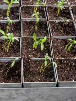 Seed Starting Mix, 9 Qts. -Best Garden Care Shop 8592212 6177