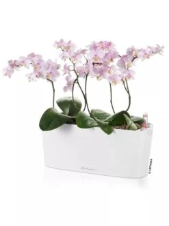 Lechuza® Delta Self-Watering Windowsill Planters 11 Lechuza® Delta Self-Watering Windowsill Planters -Best Garden Care Shop 8592361 02V tif