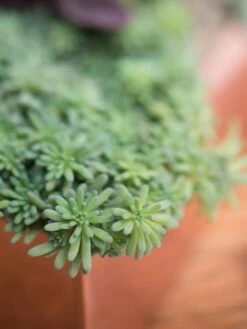 Tall Rectangular Copper Plant Tray, 18" X 5" X 4" -Best Garden Care Shop 8593534 4601 tif