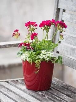 Viva Round Self-Watering Planter, 7" Diameter 8 Viva Round Self-Watering Planter, 7" Diameter -Best Garden Care Shop 8595222 1137 tif