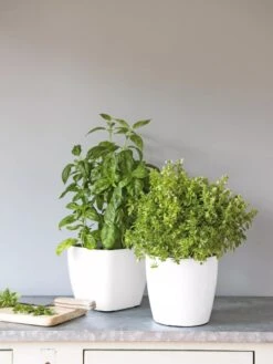 Viva Square Self-Watering Planter, 7" Diameter