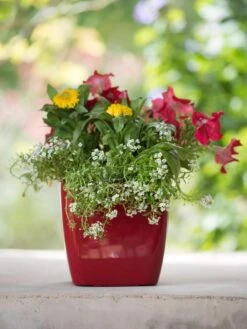 Viva Square Self-Watering Planter, 7" Diameter 12 Viva Square Self-Watering Planter, 7" Diameter -Best Garden Care Shop 8595223 1111 tif