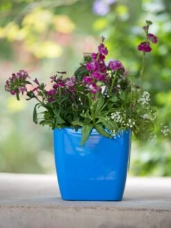 Viva Square Self-Watering Planter, 7" Diameter 10 Viva Square Self-Watering Planter, 7" Diameter -Best Garden Care Shop 8595223 1113 tif