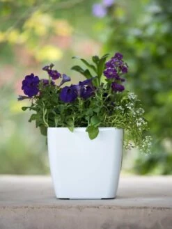 Viva Square Self-Watering Planter, 7" Diameter 11 Viva Square Self-Watering Planter, 7" Diameter -Best Garden Care Shop 8595223 1118 tif