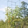 Mammoth Tomato Towers, Set Of 2 1 Mammoth Tomato Towers, Set Of 2 -Best Garden Care Shop 8595740 4437 tif