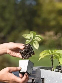 Galvanized Seed Starting Tray -Best Garden Care Shop 8595893 4378 tif
